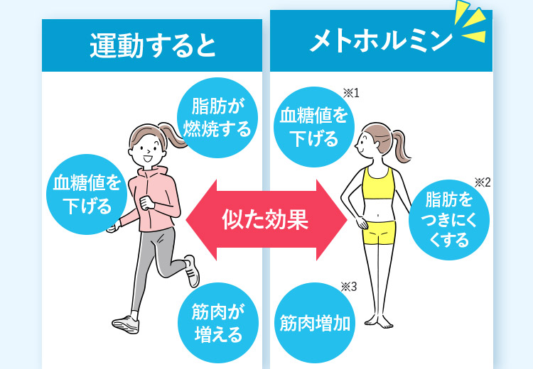 運動すると メトホルミン 脂肪が燃焼する 血糖値を下げる 血糖値を下げる※1 脂肪をつきにくくする※2 似た効果 筋肉が増える 筋肉增加※