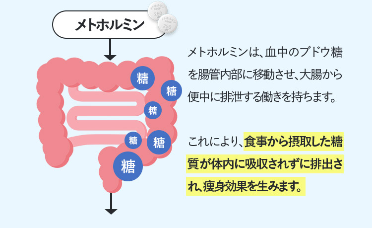 メトホルミン メトホルミンは、血中のブドウ糖を腸管内部に移動させ、大腸から便中に排泄する働きを持ちます。 これにより、食事から摂取した糖質が体内に吸収されずに排出され、痩身効果を生みます。