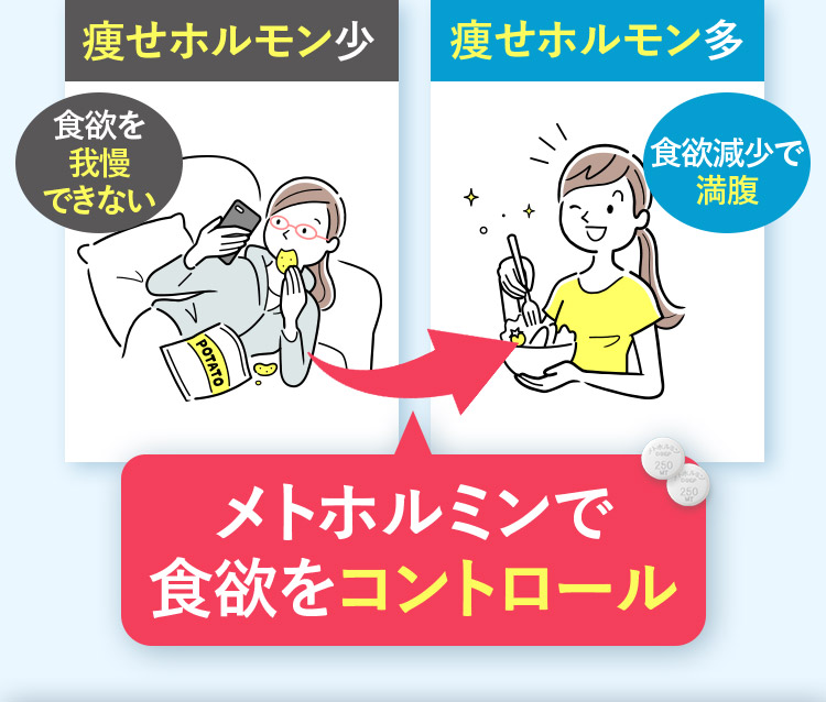 痩せホルモン少 痩せホルモン多 食欲を我慢できない 食欲減少で満腹 メトホルミンで食欲をコントロール