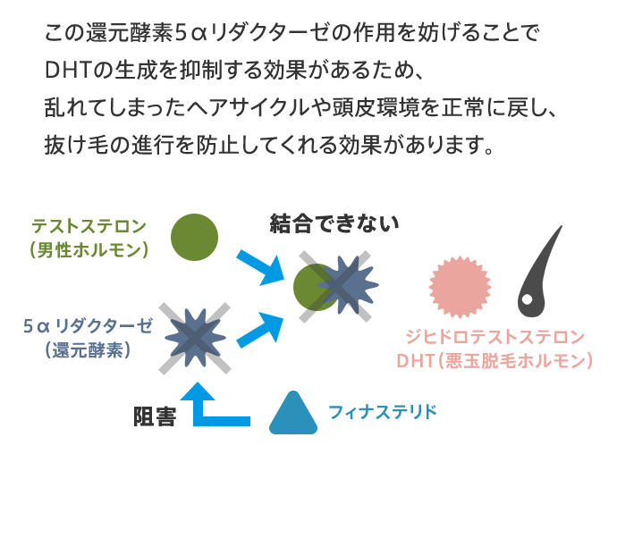この還元酵素5αリダクターゼの作用を妨げることでDHTの生成を抑制する効果があるため、乱れてしまったヘアサイクルや頭皮環境を正常に戻し、抜け毛の進行を防止してくれる効果があります。 テストステロン(男性ホルモン) 結合できない ジヒドロテストステロンDHT(悪玉脱毛ホルモン) 5αリダクターゼ(還元酵素) 阻害 フィナステリド